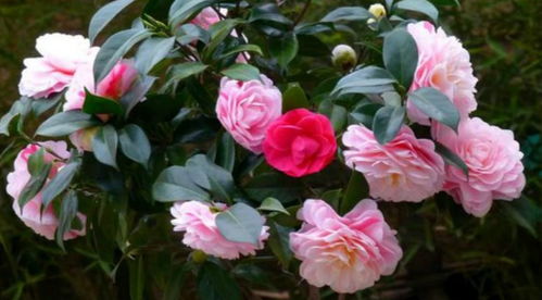 茶花冬天掉蕾，是何原因导致