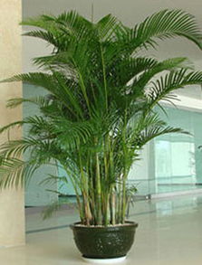 植物不绿？浇水施肥都到位了吗