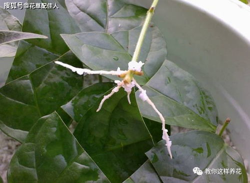 富贵竹扦插繁殖，即通过剪取枝条插入土壤或水中生根成新株