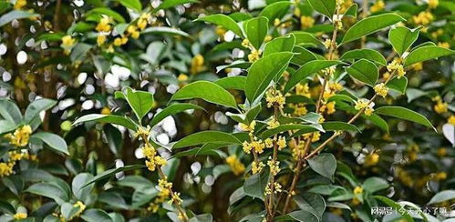 桂花树品种繁多，各具特色
