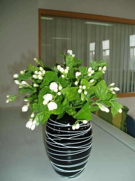 茉莉花是否适合室内养护？