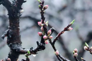 桃花树叶为何会突然消失？