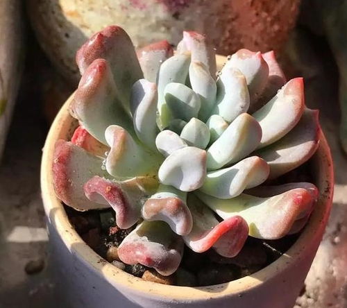 多肉植物叶绿素减少，为什么变蓝