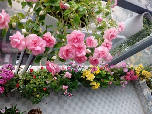 夏天种花选啥好？这几种耐晒花草