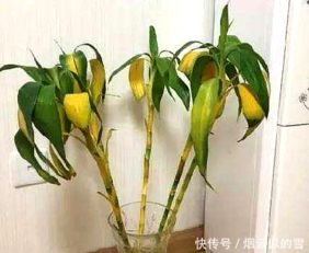 水养富贵竹快速生根？秘诀是什么